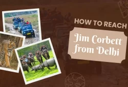 How to reach Jim Corbett from Delhi